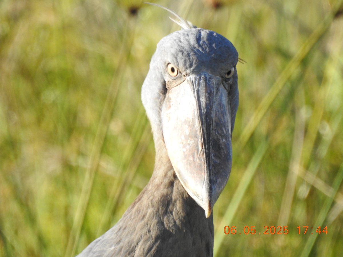 NickCarter39's tweet photo. There's nothing quite like being stared at by a Shoebill or a young Chimp or ignored by a Siverback Gorilla. From our recent trip to Uganda with Arctic Tern Expeditions &amp; Great Lakes Safaris, Uganda https://t.co/jLLZ6WPpNe
