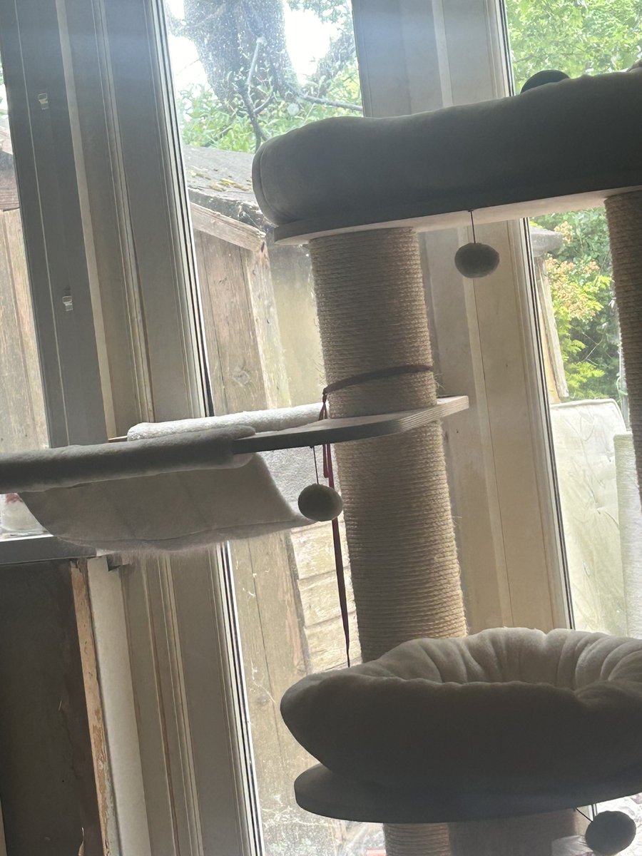 natassjamichele's tweet photo. Excuse the mess I need to hoover but anyone else’s kitty kick them off of their things, she has a large cat tree with numerous beds but no she’s shuffled my fast over so she can lay on my footstool she’s a lil cowbag!
#kittyoverlord #princesskitty #happycaturday #bratcat https://t.co/DCUdsZkgPW