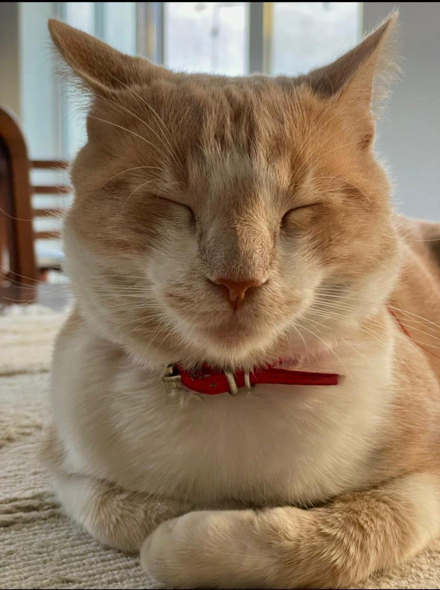 Simón con sueño 🐱🐈🩵 - 📸Agus - #AdoptaNoCompres  #garitos #AdoptDontShop  #caturday