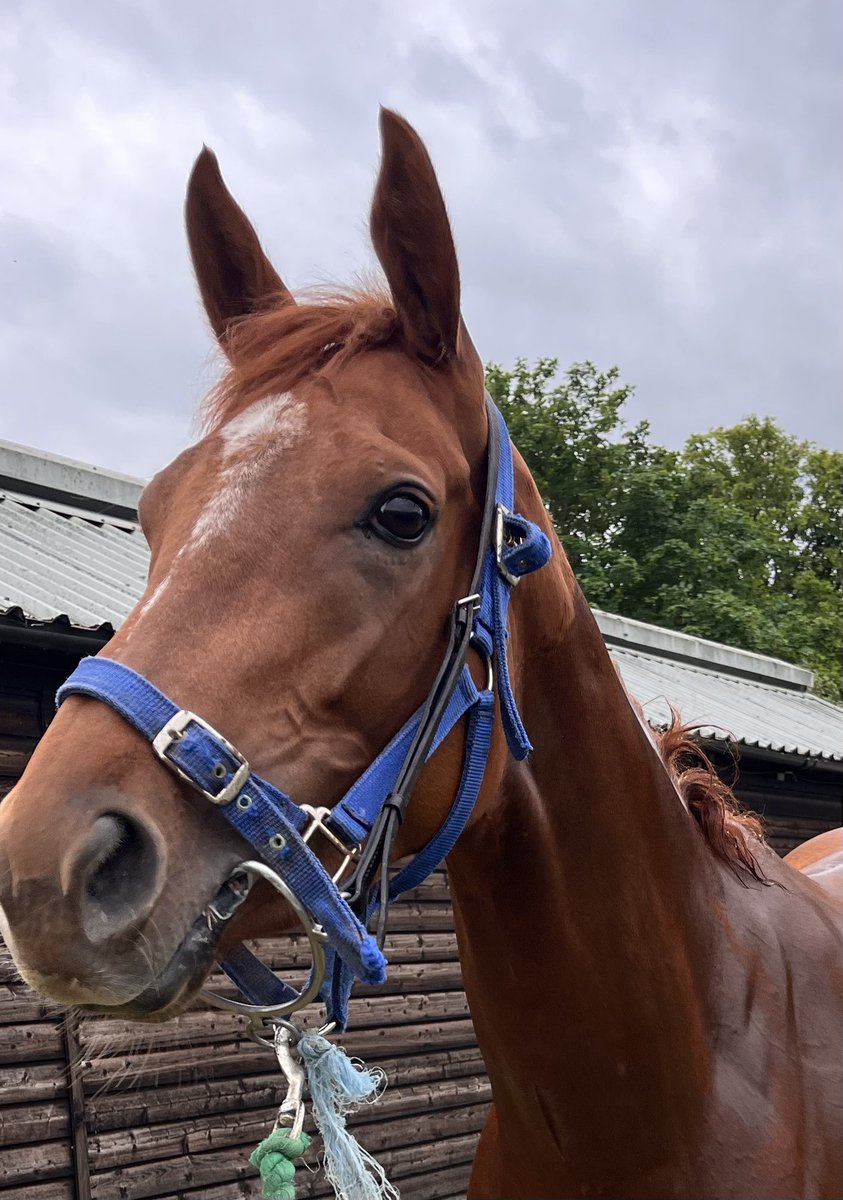 S.Pearce Racing (@spearce_racing) on Twitter photo Gretna Dreams runs this evening in the 8.05pm at <a href="/WindsorRaces/">Windsor Racecourse</a> #comehomesafe #racehorse #horseracing #evening #saturdaynight Gretna Dreams runs this evening in the 8.05pm at <a href="/WindsorRaces/">Windsor Racecourse</a> #comehomesafe #racehorse #horseracing #evening #saturdaynight