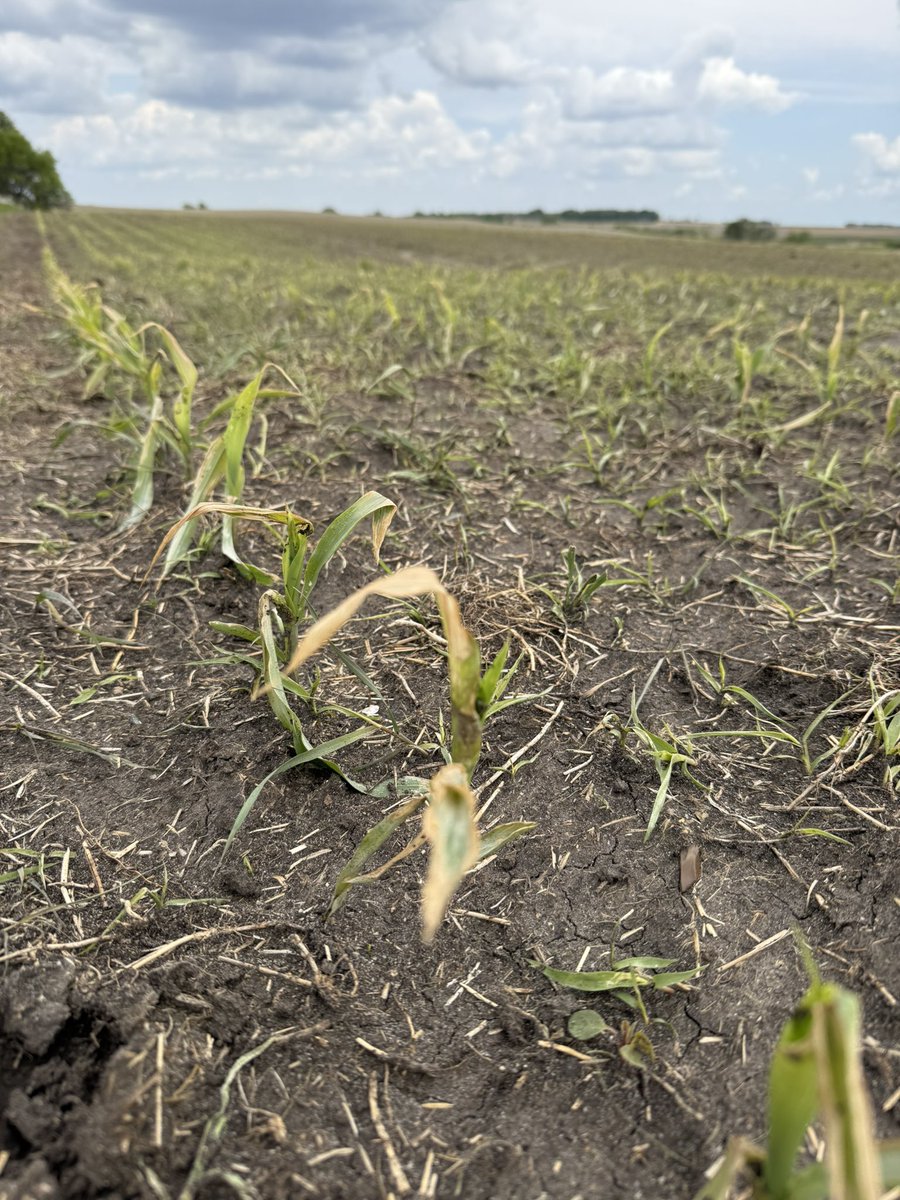 Some Corn needs to be sprayed    But hate to spray when it looks like this