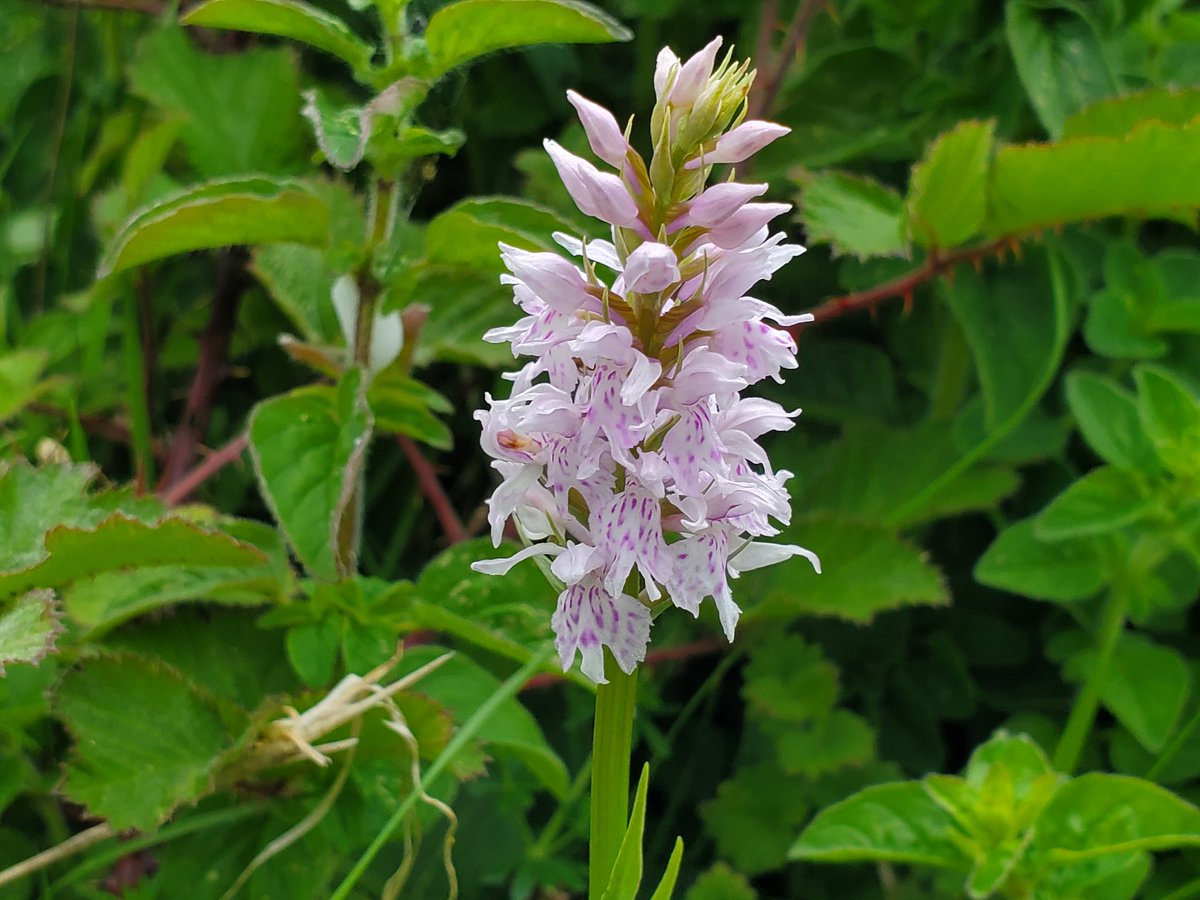 ChrisCorrigan3's tweet photo. Orchids and a Small Blue despite rubbush butterfly weather. Is there a better month than May?
#WistonEstate #SouthDowns
@SussexWildlife @BCSussex @sdnpa https://t.co/t88MTWwwVw