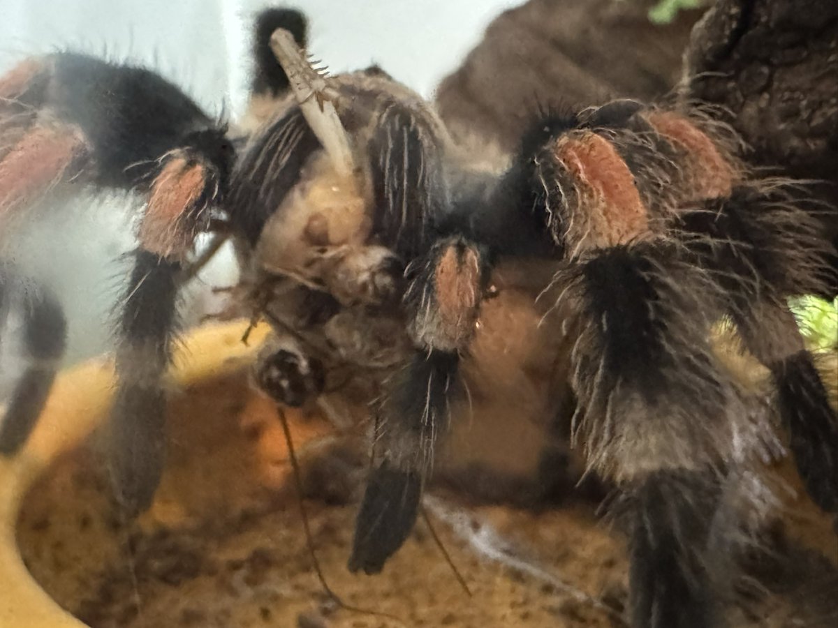 Bruh spice just caught 3 crickets at the same time 😂