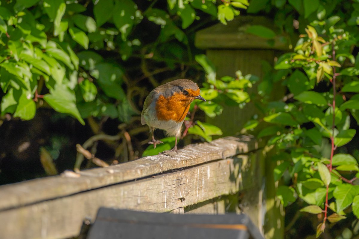 A dove, a sparrow, and a dancing robin.