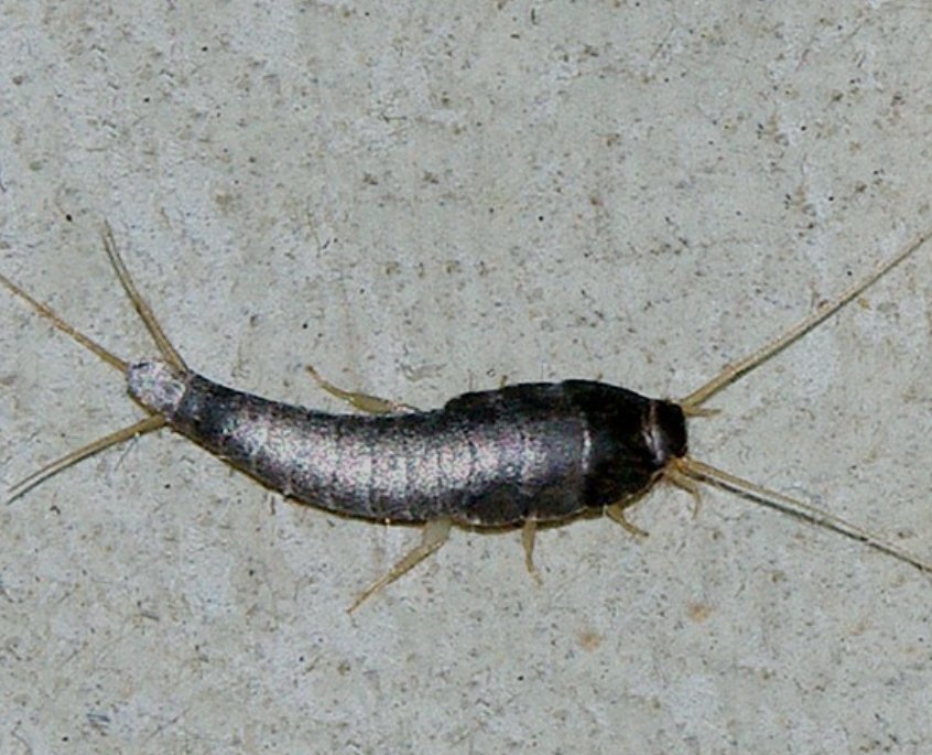 ivanhellium's tweet image. The Real Silver Surfer
#MarvelStudios #MarvelFanart #FantasticFour