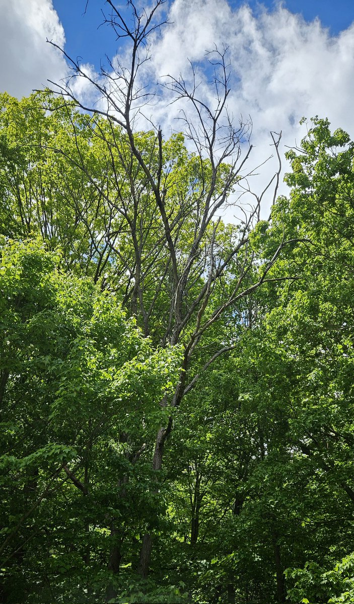 ruthmkb's tweet photo. After days of dark sky and rain, I'm so glad to see you, sunshine ๐!!!
#TOweather https://t.co/Giv3flHFOp