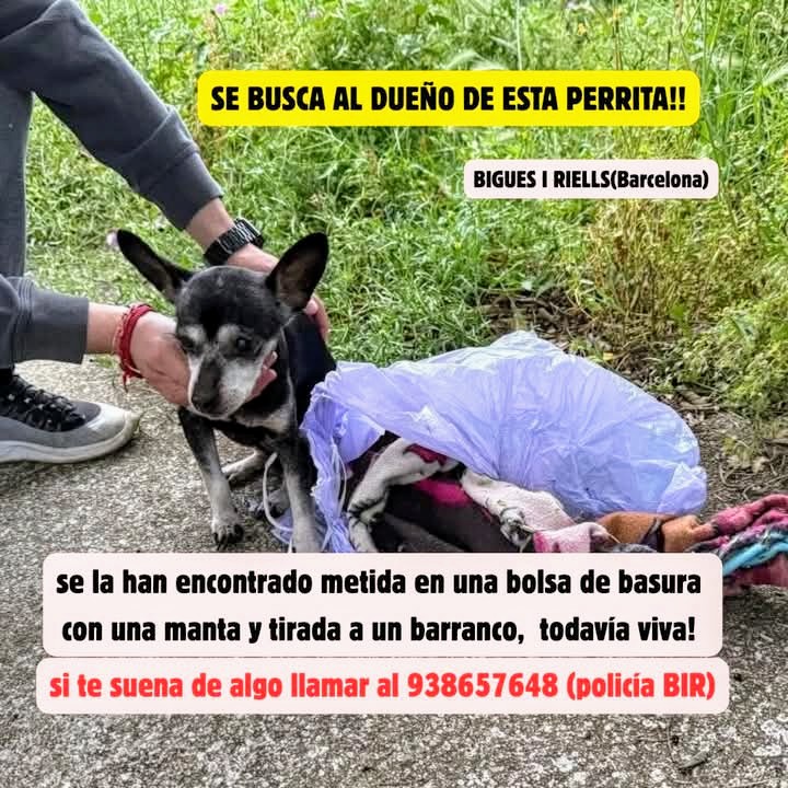 Àrees de Gossos Badalona tweet media
