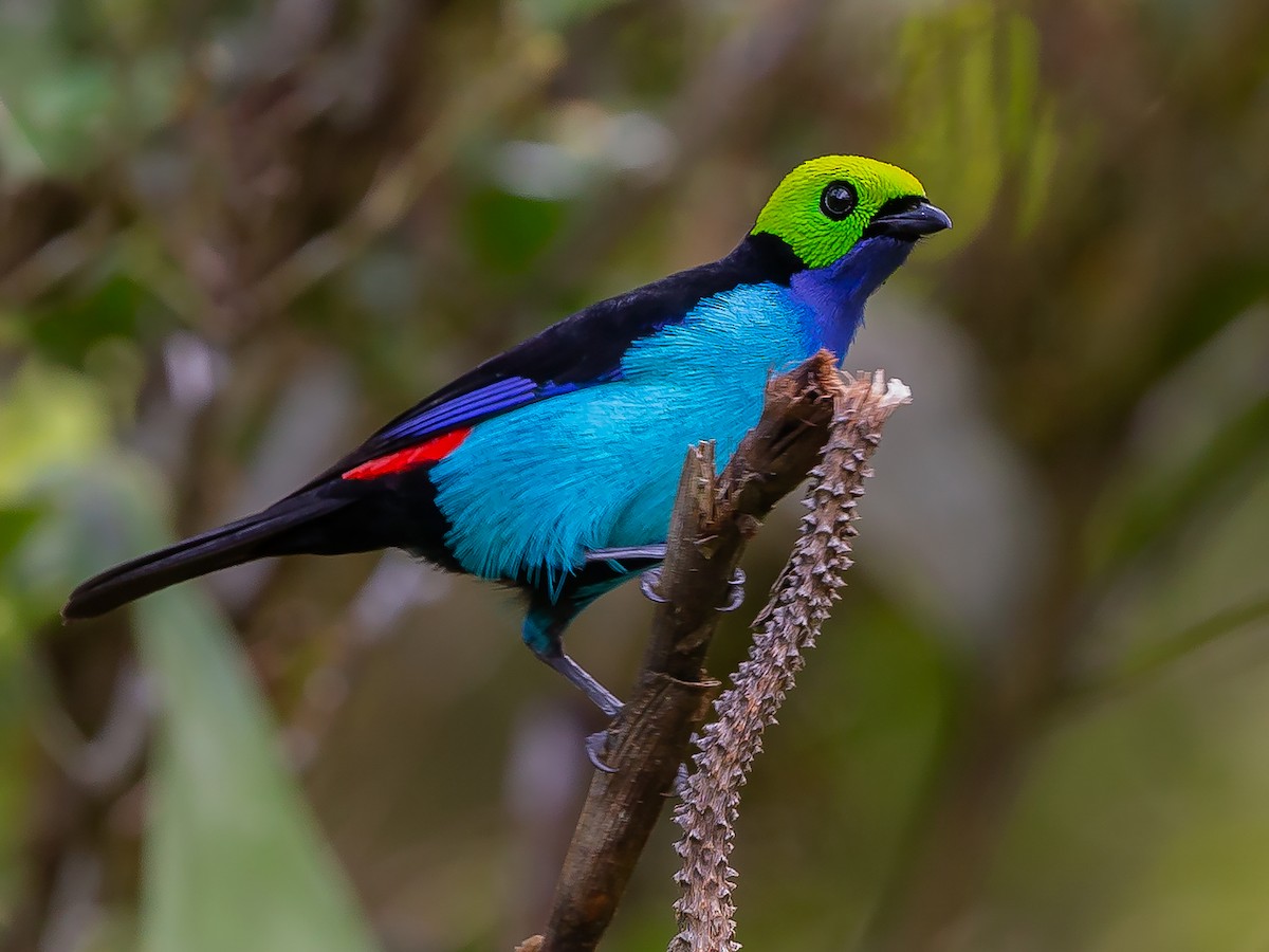 That “let me speak to your tanager” look: