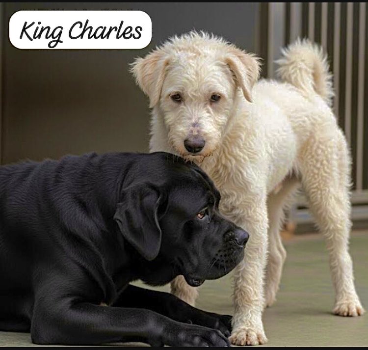 Jumba67's tweet image. 