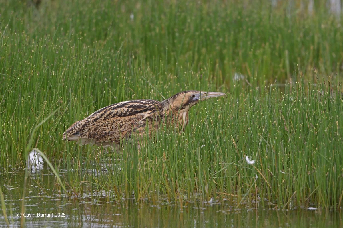 GavinDurrant1's tweet image. Bittern hunting around the pool margins at Carlton marshes @SWT_NE_Reserves @suffolkwildlife