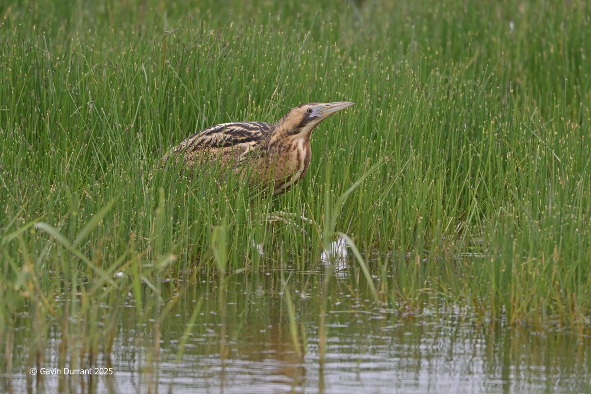 GavinDurrant1's tweet image. Bittern hunting around the pool margins at Carlton marshes @SWT_NE_Reserves @suffolkwildlife