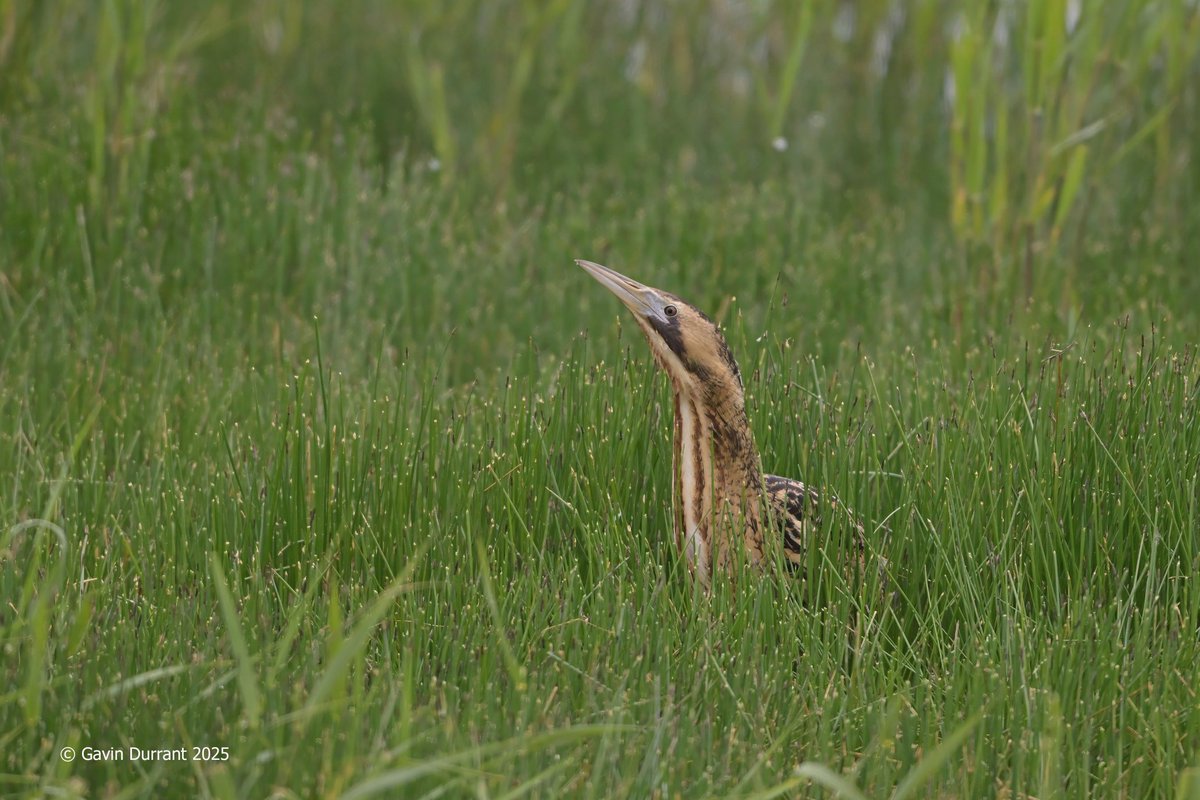 GavinDurrant1's tweet image. Bittern hunting around the pool margins at Carlton marshes @SWT_NE_Reserves @suffolkwildlife