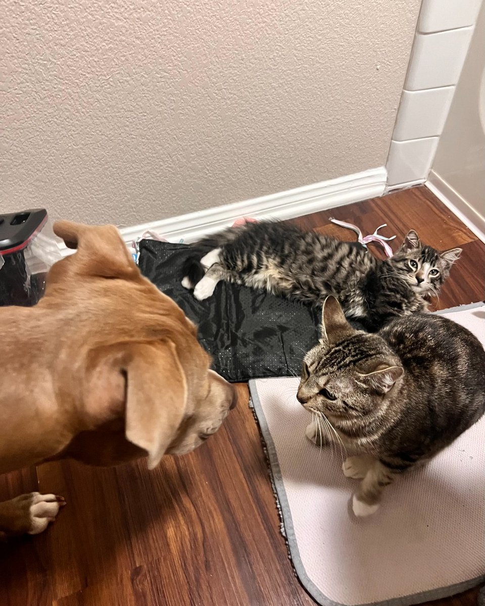 Val arrived pregnant during her intake exam. She prepared for motherhood until a final checkup revealed she had lost her litter. After recovering, Val was ready for adoption. A family adopted her &amp; later a kitten. They gave Val the chance to be the mother she never got to be.🥰