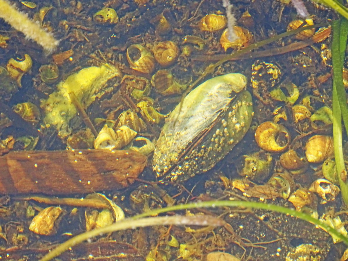 Ik doe mee met Heel Holland Fotografeert, dit weekend als opwarmertje de opdracht een foto uit archief te posten. Deze foto is vorig jaar in Denemarken gemaakt, vanaf een pier recht naar beneden het water in. #foto7daagse #heelhollandfotografeert #archief