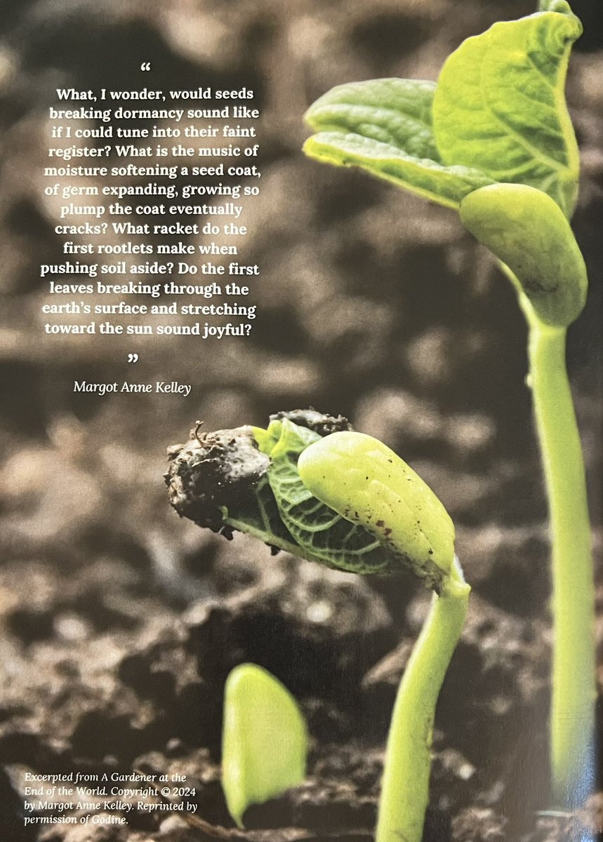 A sprouting seed is always miraculous for me. 🌱