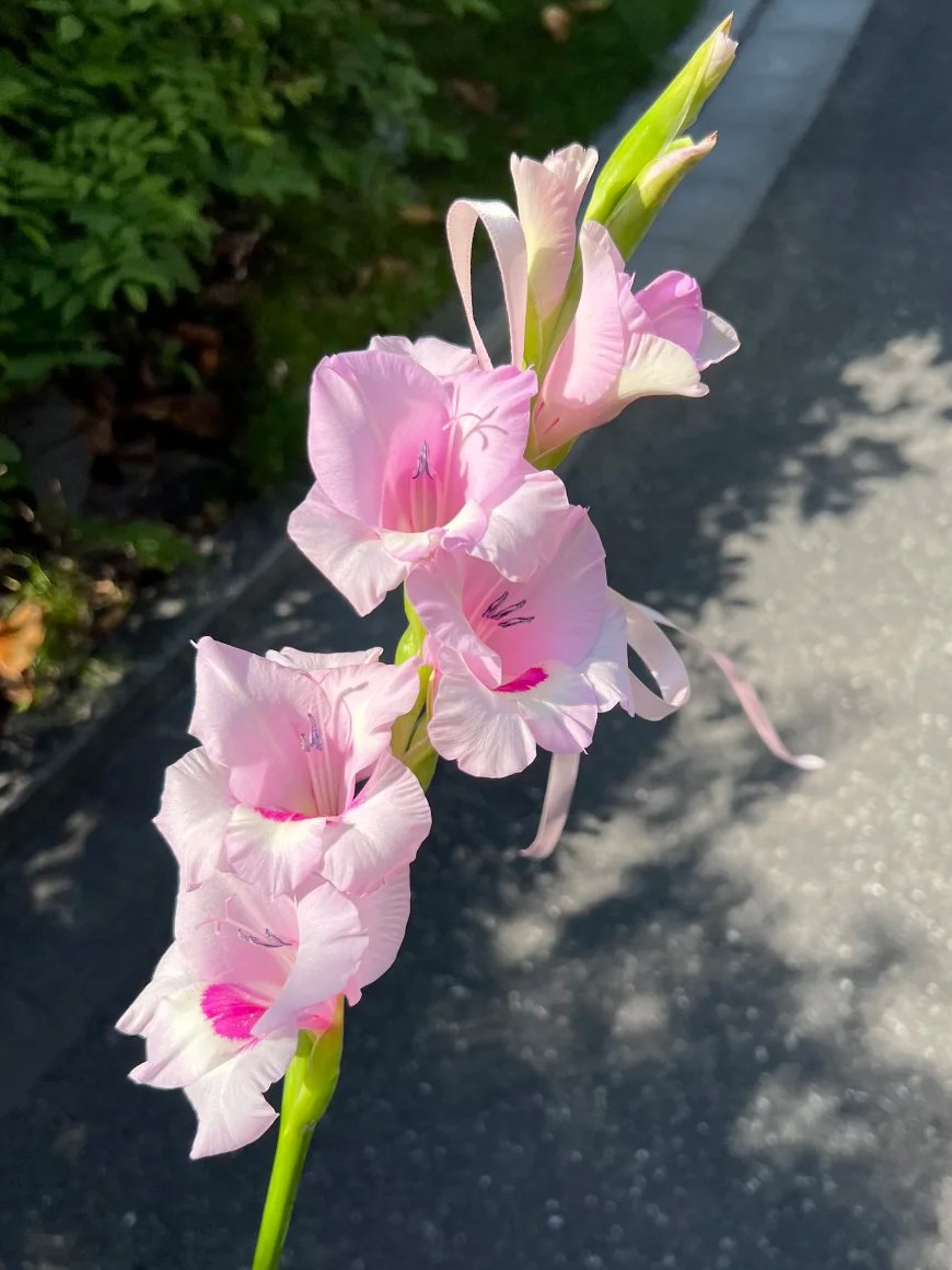 これからの季節、色とりどりの花々が街を彩ってくれます🌸☀️#花のある風景 #春の花 #美しい花
