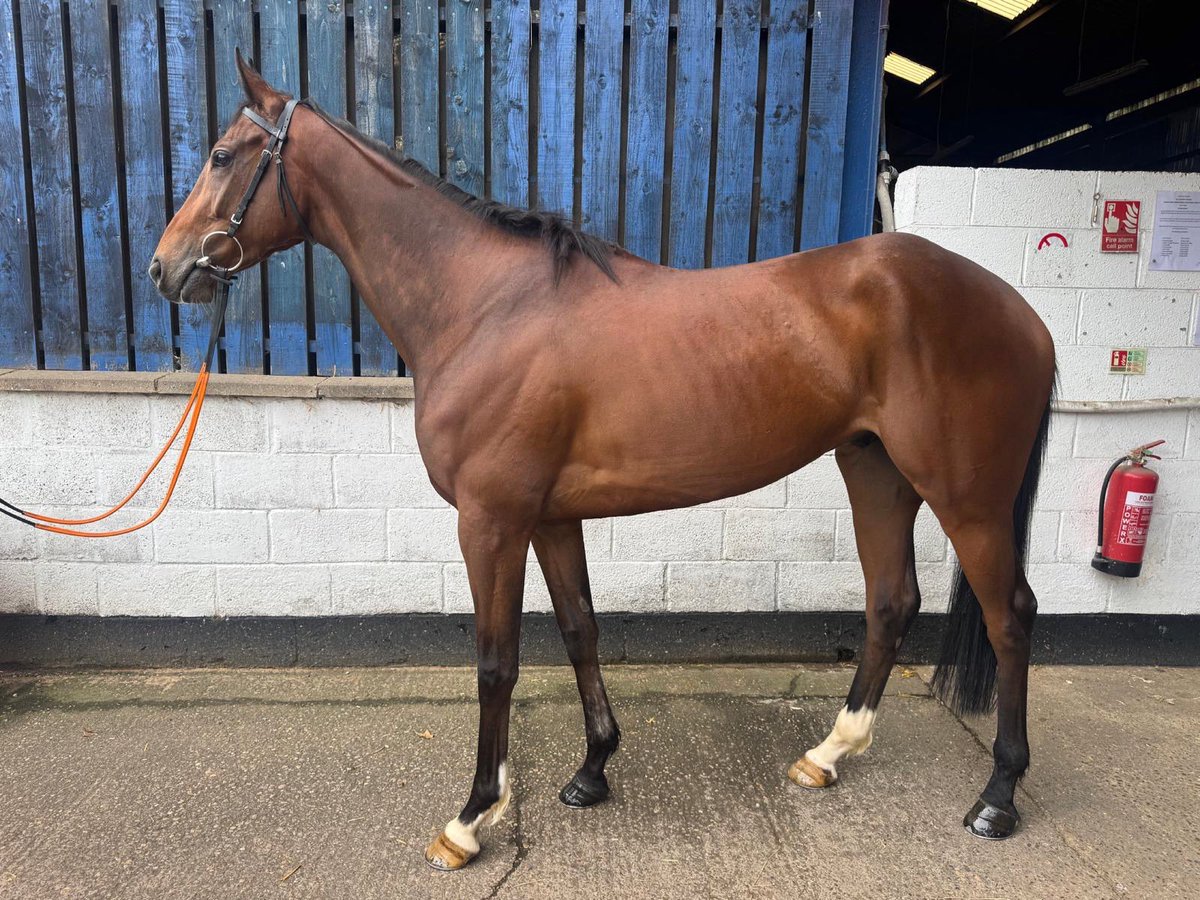 Deva Racing (@devaracing_) on Twitter photo Introducing ๐ซ๐๐๐๐๐๐๐ ๐ซ๐๐๐๐๐๐ ๐
Recently recruited from Ireland, this exciting four-year-old son of National Defense joins leading National Hunt trainer Olly Murphy in Warwickshire.
๐ง Get in touch at deva@devaracing.com for share opportunities.
#DevaRacing Introducing ๐ซ๐๐๐๐๐๐๐ ๐ซ๐๐๐๐๐๐ ๐
Recently recruited from Ireland, this exciting four-year-old son of National Defense joins leading National Hunt trainer Olly Murphy in Warwickshire.
๐ง Get in touch at deva@devaracing.com for share opportunities.
#DevaRacing