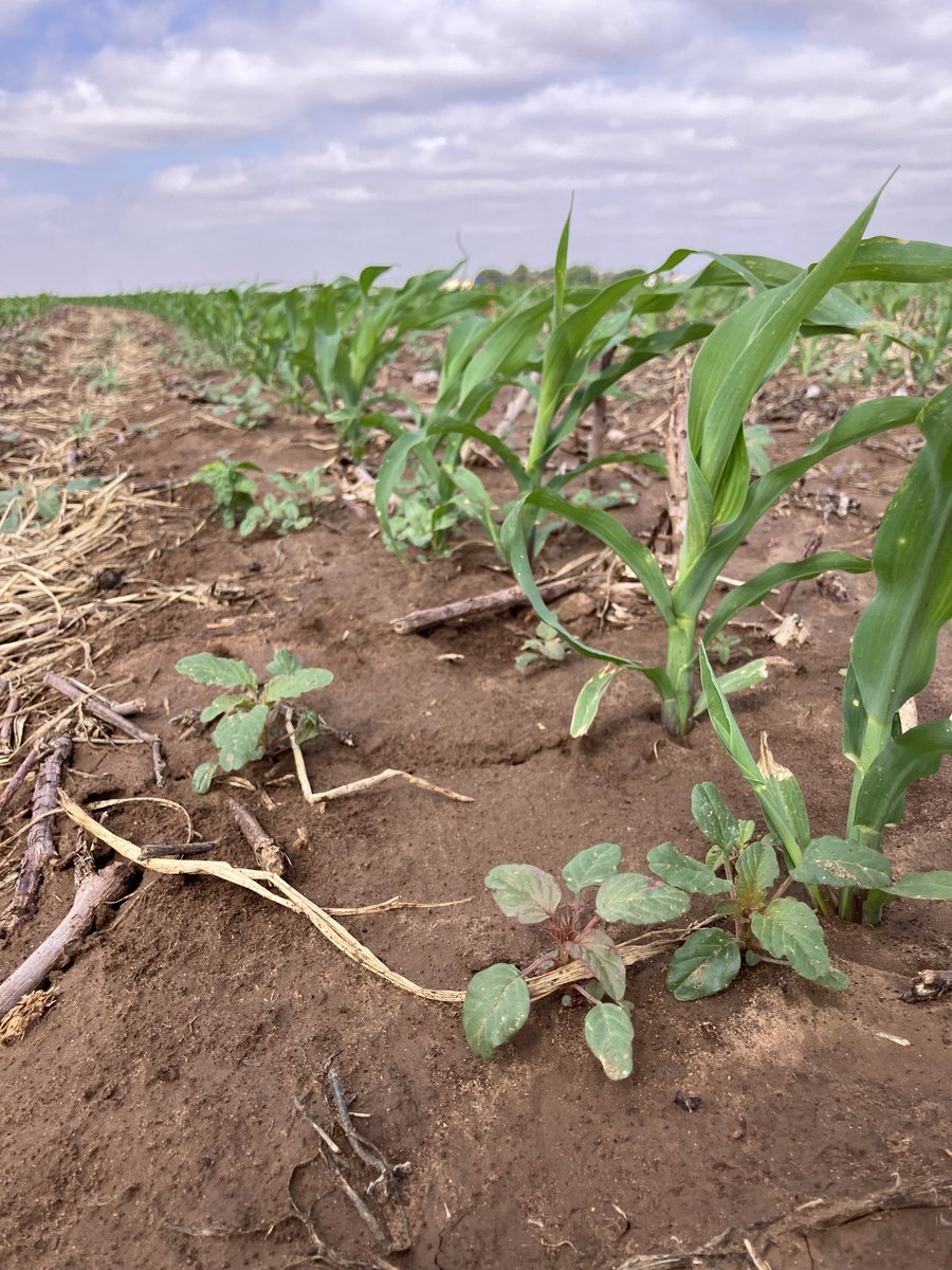 Adam Hixson (@hixsona) on Twitter photo Surtain Herbicide applied at planting vs No herbicide applied at planting! Palmer amaranth is enjoying the moisture and warmer weather 😡. I’m sure the corn is looking forward to rain and cooler temperatures this week! <a href="/BASFAgProducts/">BASF AgSolutions US</a> Surtain Herbicide applied at planting vs No herbicide applied at planting! Palmer amaranth is enjoying the moisture and warmer weather 😡. I’m sure the corn is looking forward to rain and cooler temperatures this week! <a href="/BASFAgProducts/">BASF AgSolutions US</a>
