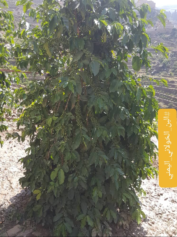 شجرة #البن_الشطيلي تمثل مايقارب ٤% من اجمالي اشجار #البن_الخولاني_اليمني.
👇 الصورة توضح الشكل العام لشجرة #البن_الشطيلي.