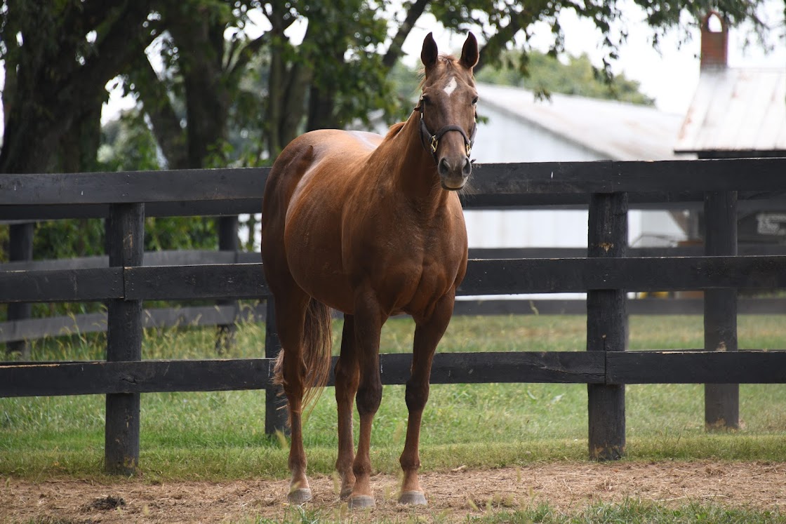 Old Friends (@oldfriendsfarm) on Twitter photo Tour of the Week: We’ve got the perfect tours for you! Mark your calendar for the first Saturday of the month to meet the great Old girlFriends of Dream Chase Farm!
To reserve this or any of our other great tour options visit oldfriendsequine.org/visit!
Photo © <a href="/PyroisMedia/">Melissa Bauer-Herzog - Pyrois Media</a> Tour of the Week: We’ve got the perfect tours for you! Mark your calendar for the first Saturday of the month to meet the great Old girlFriends of Dream Chase Farm!
To reserve this or any of our other great tour options visit oldfriendsequine.org/visit!
Photo © <a href="/PyroisMedia/">Melissa Bauer-Herzog - Pyrois Media</a>