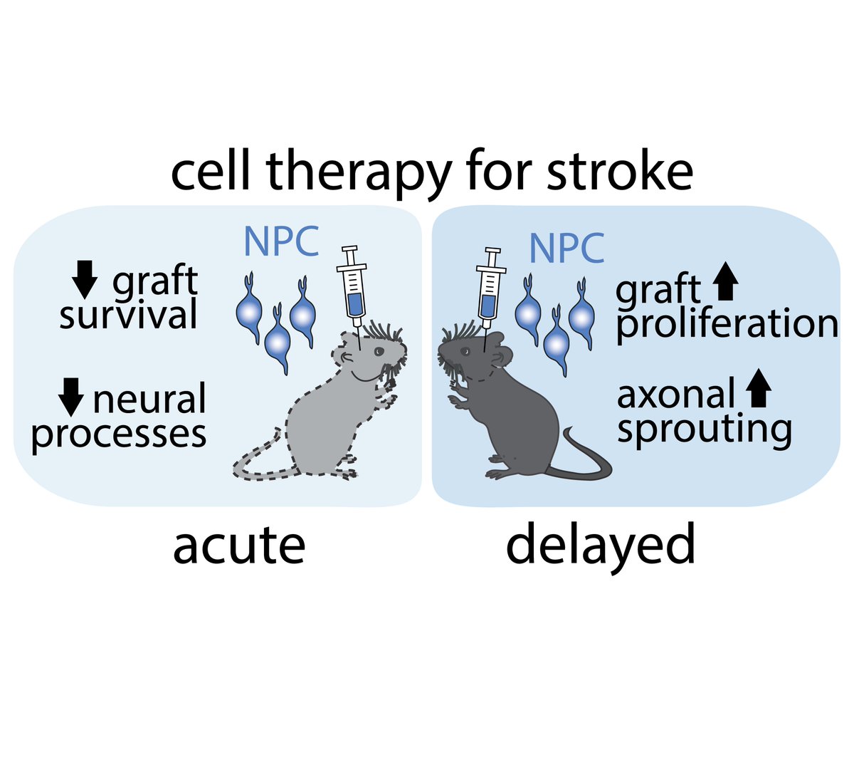 Ruslan Rust 🧬🧠 (@rust_ruslan) on Twitter photo 🚨 Our new study out in Advanced Science <a href="/AdvPortfolio/">Advanced Portfolio News</a>!
"Time is Brain" - is also true for cell therapies!
Our work shows that delaying neural stem cell (NSC) therapy after stroke avoids the hostile early environment, increasing cell therapy success!
🧠 Transplanting NPCs at 🚨 Our new study out in Advanced Science <a href="/AdvPortfolio/">Advanced Portfolio News</a>!
"Time is Brain" - is also true for cell therapies!
Our work shows that delaying neural stem cell (NSC) therapy after stroke avoids the hostile early environment, increasing cell therapy success!
🧠 Transplanting NPCs at