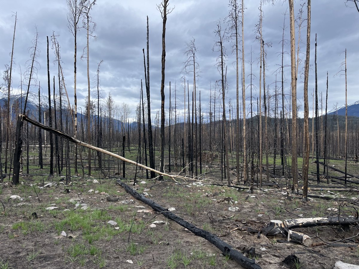 It was really sad to see miles and miles of burnt trees around Jasper. Lots of homes there still to be rebuilt, with many families in mobile accommodation. 😞