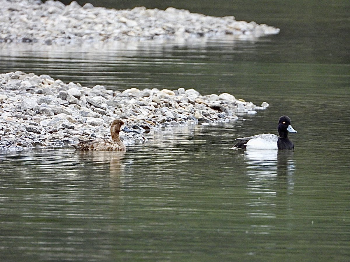 A Lesser Scaup pair on Wildfowl Lake. The female had me puzzled for a minute!