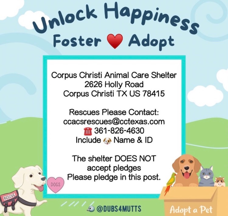 CALVIN #A381176 his been neglected starved &amp; abused yet still very trusting loves people! His TBK 5/27 #CorpusChristi Tx. Due to WEIGHT LOSS &amp; Anxiety his very weak suffering a cough /nasal discharge has to be ISOLATED 🙏 #PLEDGE4RESCUE #FOSTER to help find CALVIN A LOVING🏠