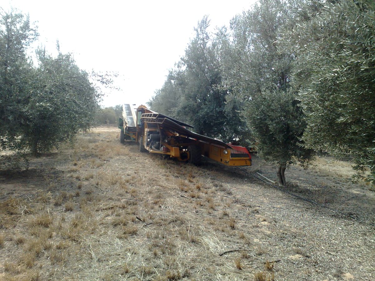 Feliz Día Nacional de la Olivicultura! Especialmente Salud a productores e industriales de La Rioja, Argentina, quienes la llevaron al podio de la Olivicultura Nacional!