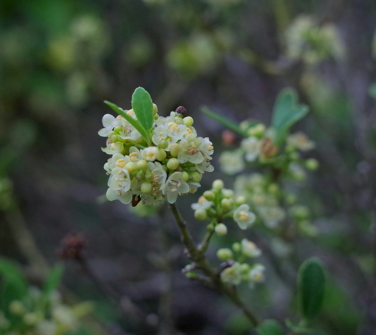 樹勢が衰えましたが
咲いてくれました
イヌツゲ
