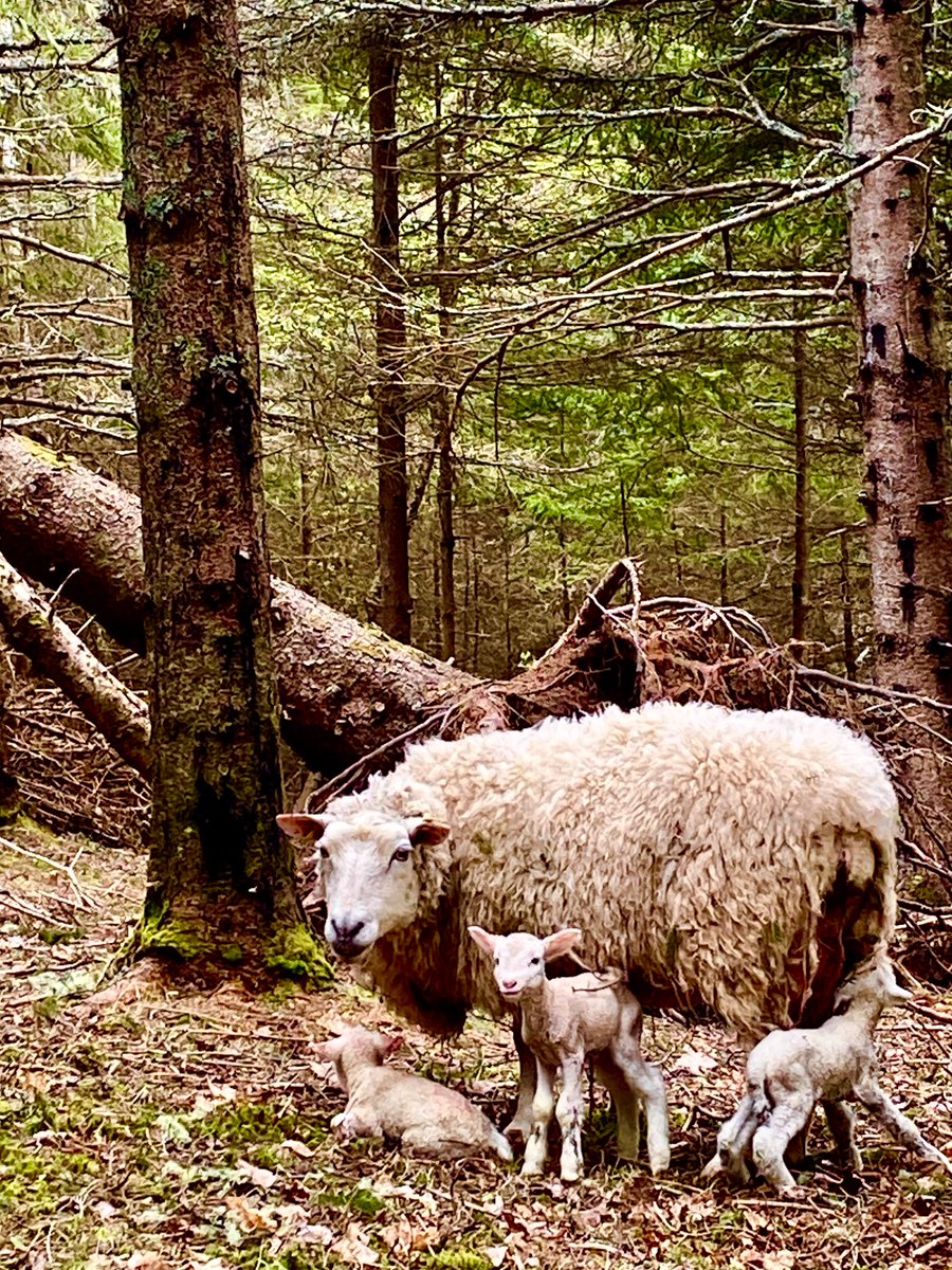 Field edge spruce woodlands make the finest lambing barns.