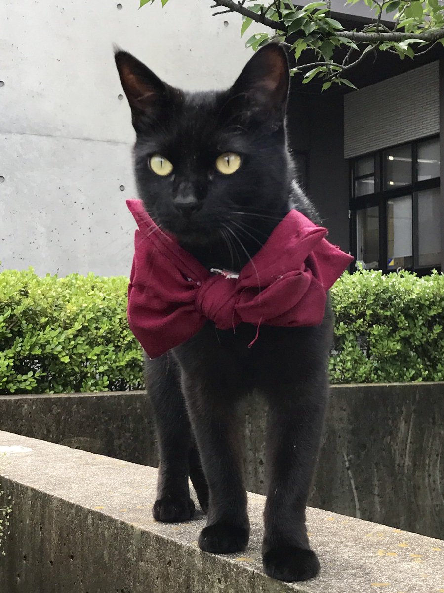 黒猫 ライフバンデージ 猫、動かない敵に猫パンチ！ビビりながら「やんのかコラ」謎敵の正体は
