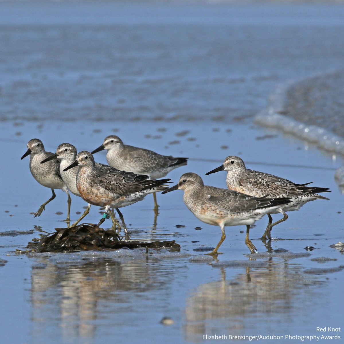 To fuel their hemispheric May migration, Red Knots rely on the eggs of a living fossil—the horseshoe crab. Learn more about horseshoe crabs and what you can do to protect them, and, in turn, help keep the Red Knot from disappearing. bit.ly/4muFxlf