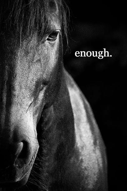 horse tweet media