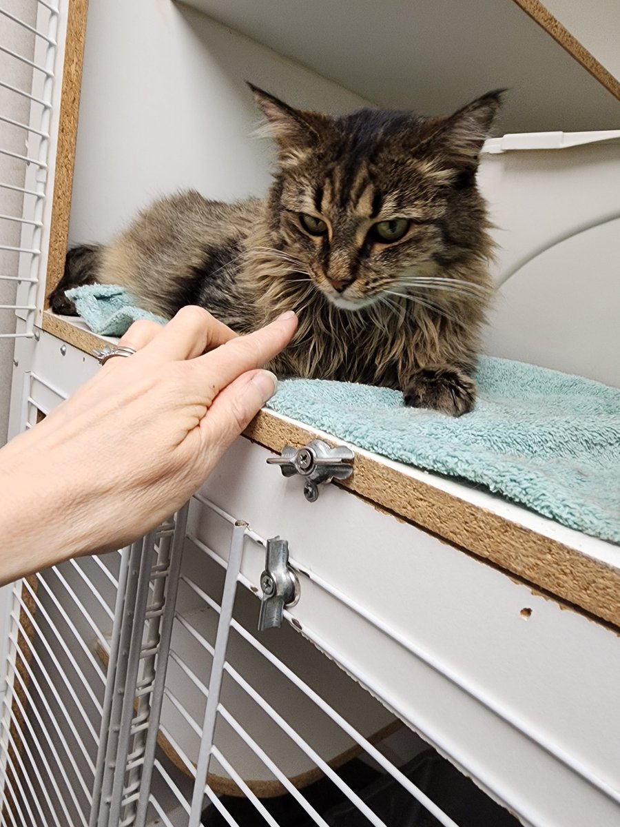 kathleengorma13's tweet photo. Here are a few more #adopable kitties: Thumper, Brax, Asher and Alex. #yeg They are all at @SAFEteamrescue. #AdoptDontShop https://t.co/yKmOfElPBE