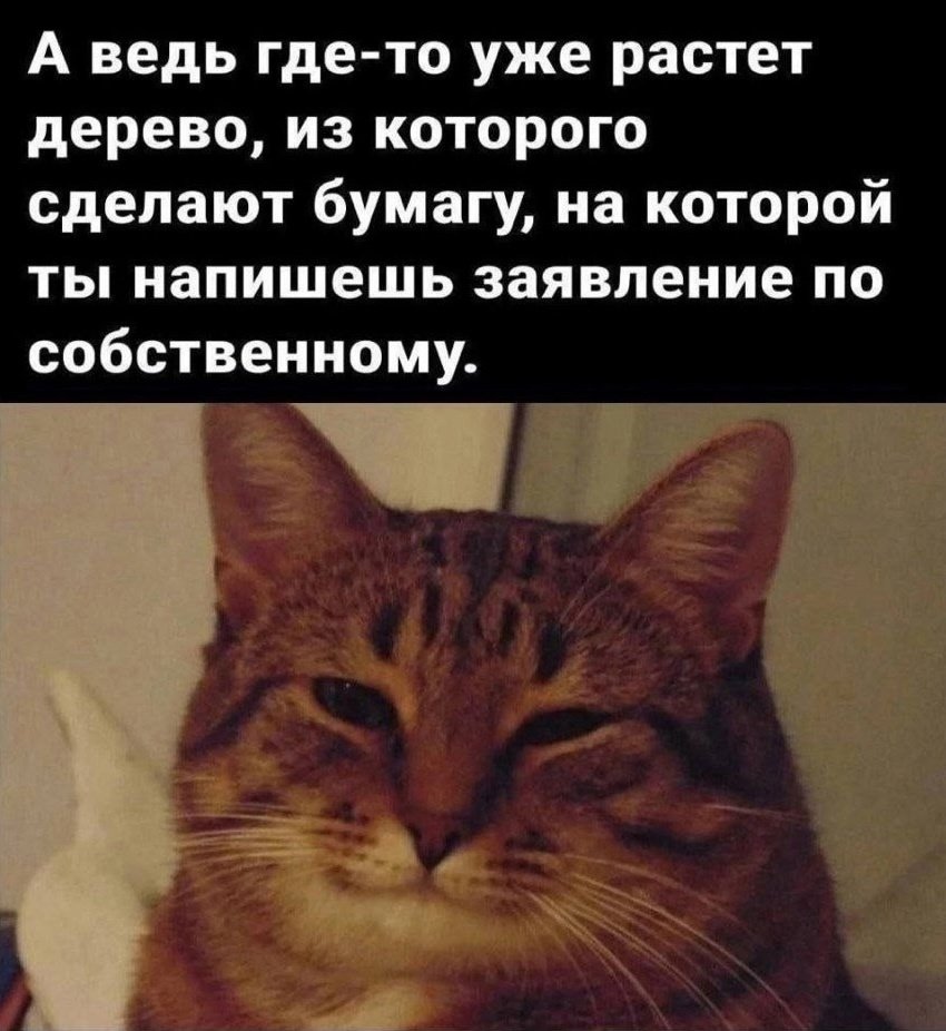 Fiddle_about's tweet photo. Возможно, дерево уже превратилось в бумагу. Хотя коллеги меня отговаривают пока от заявления псж https://t.co/JFVH86bSiM