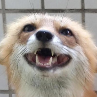 ZyCroniumGD tweet media