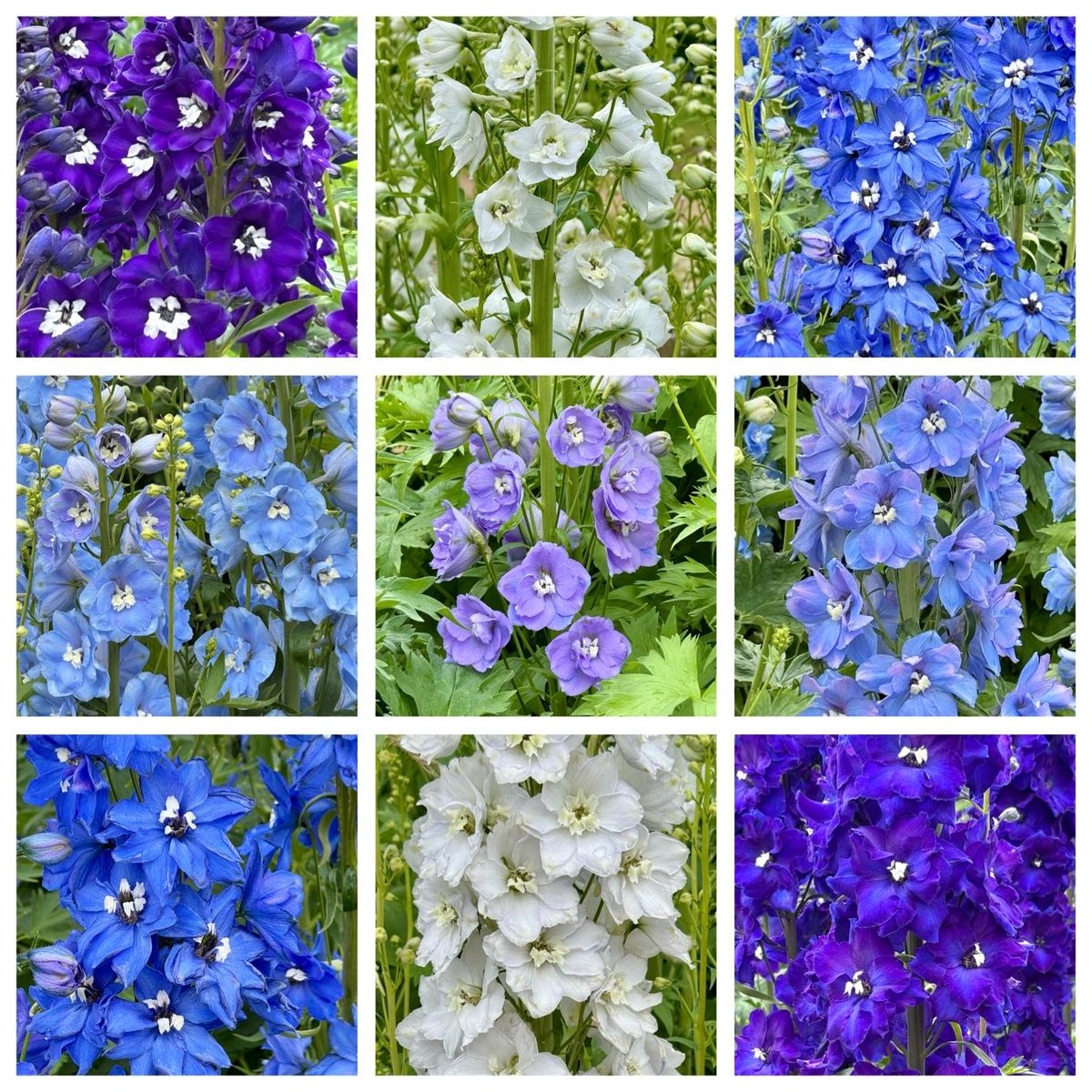 VenetiaJane's Garden (@venetiajane) on Twitter photo Delphiniums are a jewel of the summer garden with their tall spires of blue, purple, white, and lavender. When they bloom, they’re pure magic, and beloved by bees, butterflies, and gardeners alike. I photographed these today in the Trials Garden <a href="/RHSWisley/">RHS Garden Wisley</a>. #DailyBotanicalBeauty Delphiniums are a jewel of the summer garden with their tall spires of blue, purple, white, and lavender. When they bloom, they’re pure magic, and beloved by bees, butterflies, and gardeners alike. I photographed these today in the Trials Garden <a href="/RHSWisley/">RHS Garden Wisley</a>. #DailyBotanicalBeauty