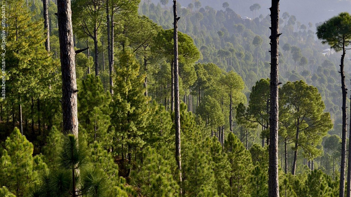UN Biodiversity (@unbiodiversity) on Twitter photo 🌿On #BiodiversityDay 2025, <a href="/UNBiodiversity/">UN Biodiversity</a> &
<a href="/FAO/">Food and Agriculture Organization</a> announced a regional programme to accelerate ecosystem restoration in Africa, Asia, & Latin America, supporting Target 2 of the #KMGBF: restoring 30% of degraded ecosystems by 2030
🔗cbd.int/article/new-re……
#KMGBF #GlobalGoals 🌿On #BiodiversityDay 2025, <a href="/UNBiodiversity/">UN Biodiversity</a> &
<a href="/FAO/">Food and Agriculture Organization</a> announced a regional programme to accelerate ecosystem restoration in Africa, Asia, & Latin America, supporting Target 2 of the #KMGBF: restoring 30% of degraded ecosystems by 2030
🔗cbd.int/article/new-re……
#KMGBF #GlobalGoals