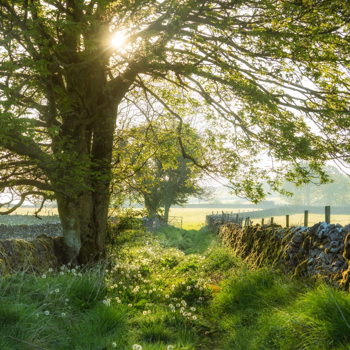 I could say that I was spurred on by the morning light falling through the new leaves, by the clouds of dandelion fluff underfoot, or by the soft moss on the old stone wall ... but you all know it was that temptingly open gate at the end, don't you?! How could I resist?!