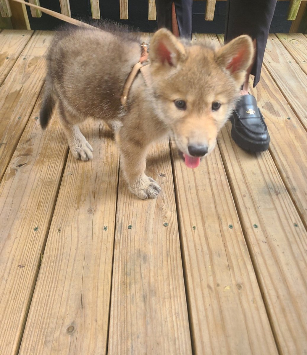 Encountered a baby wolf today 🥰