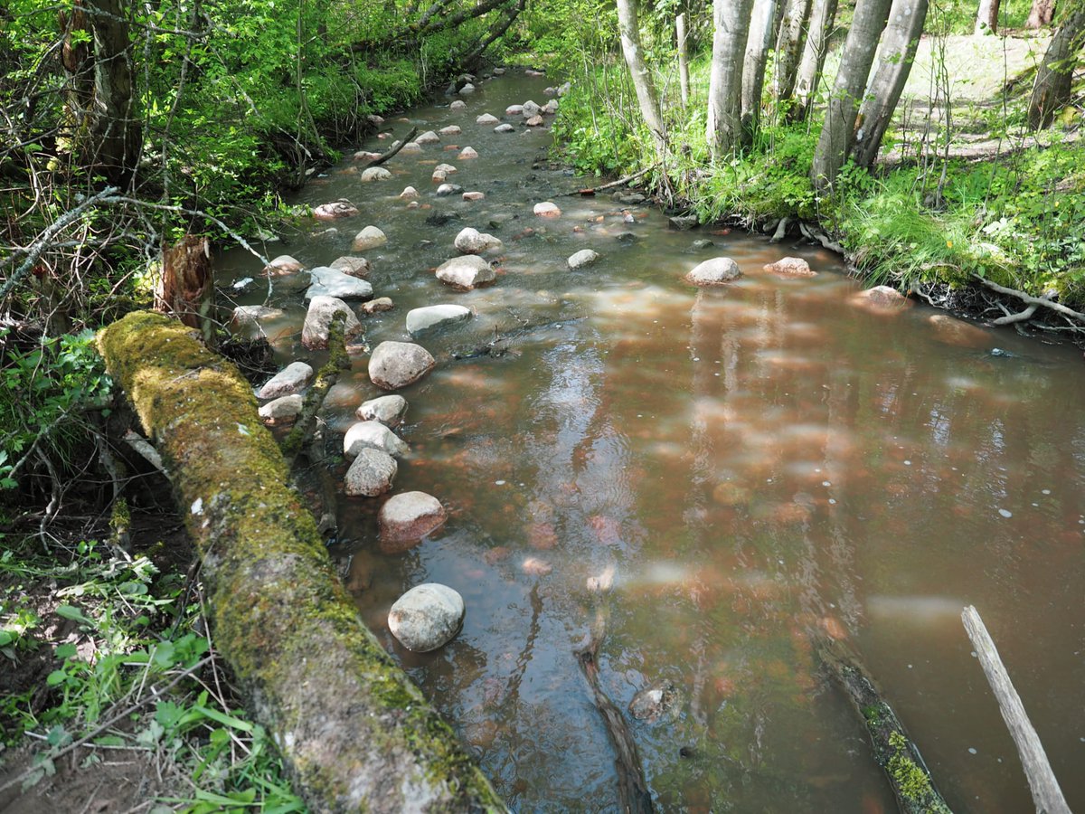 river_savers's tweet photo. Karhunojalla talkoiltiin tänään ja mukaan Raaseporista lähti @miimaari ❤️🐟.
Loistava päivä ja tunnelma talkoissa ,hienoa jälkeä tehtiin Karhunojan taimenen hyväksi 💙🐟.@river_savers palkitsi myös @ollimalm mahtavasta työstä Karhunojalla Sakke Yrjölän vedoksella 1/100.#talkoot https://t.co/QN99fYVWES