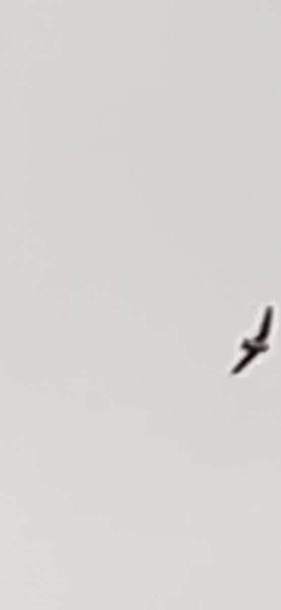 Mertynabbot tweet media