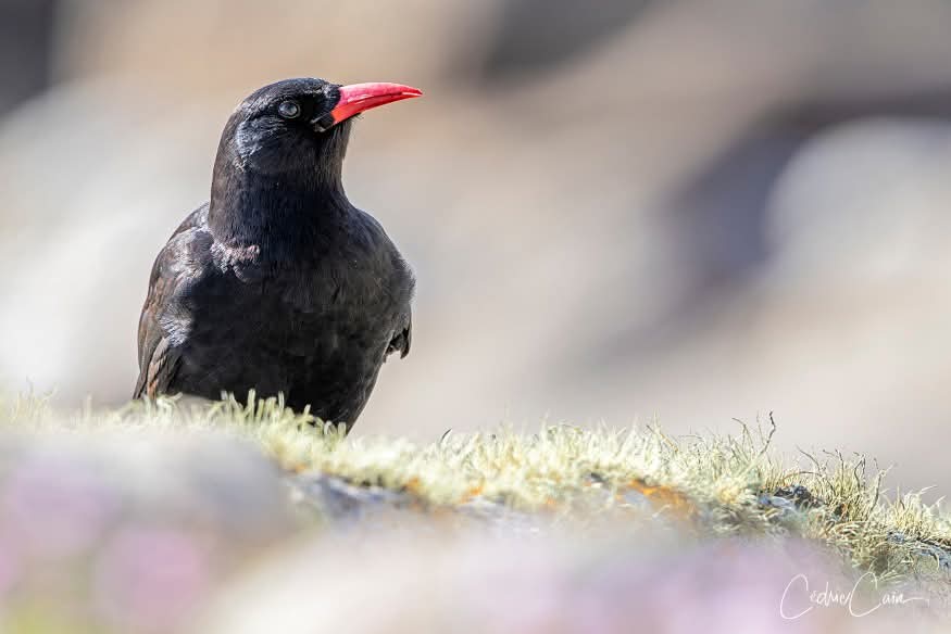 cain_cedric's tweet image. Un oiseau emblématique du littoral de l&apos;île d&apos;Ouessant :  le Crave à bec rouge (Pyrrhocorax pyrrhocorax).
#ouessant #iledouessant #iroise #bretagne #breizh #bzh #cedriccain #oiseau