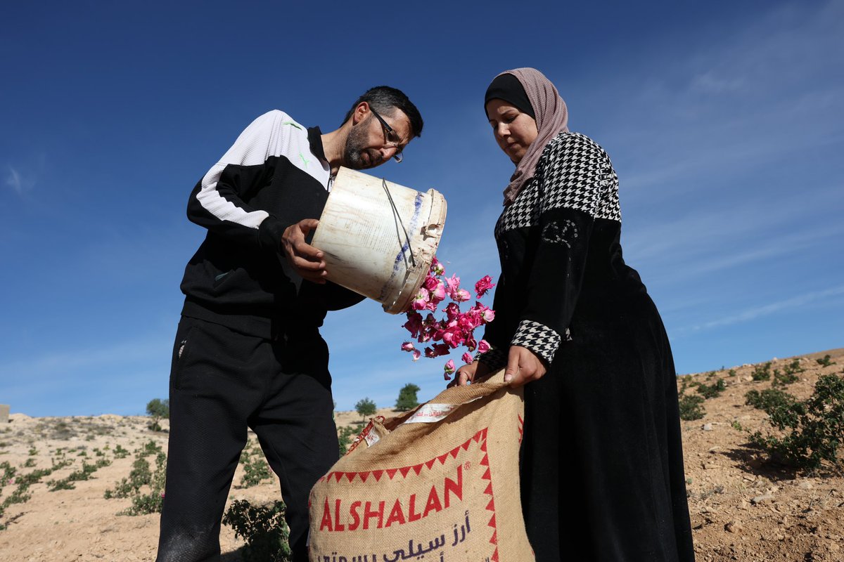 Damascene rose harvest in Syria.