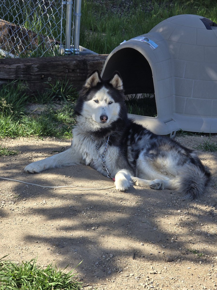 Gothicgddess's tweet photo. If Archie had a dating profile, these would definitely be on it. Such a handsome boy 🖤

#Huskymom https://t.co/kZlBrVoRku