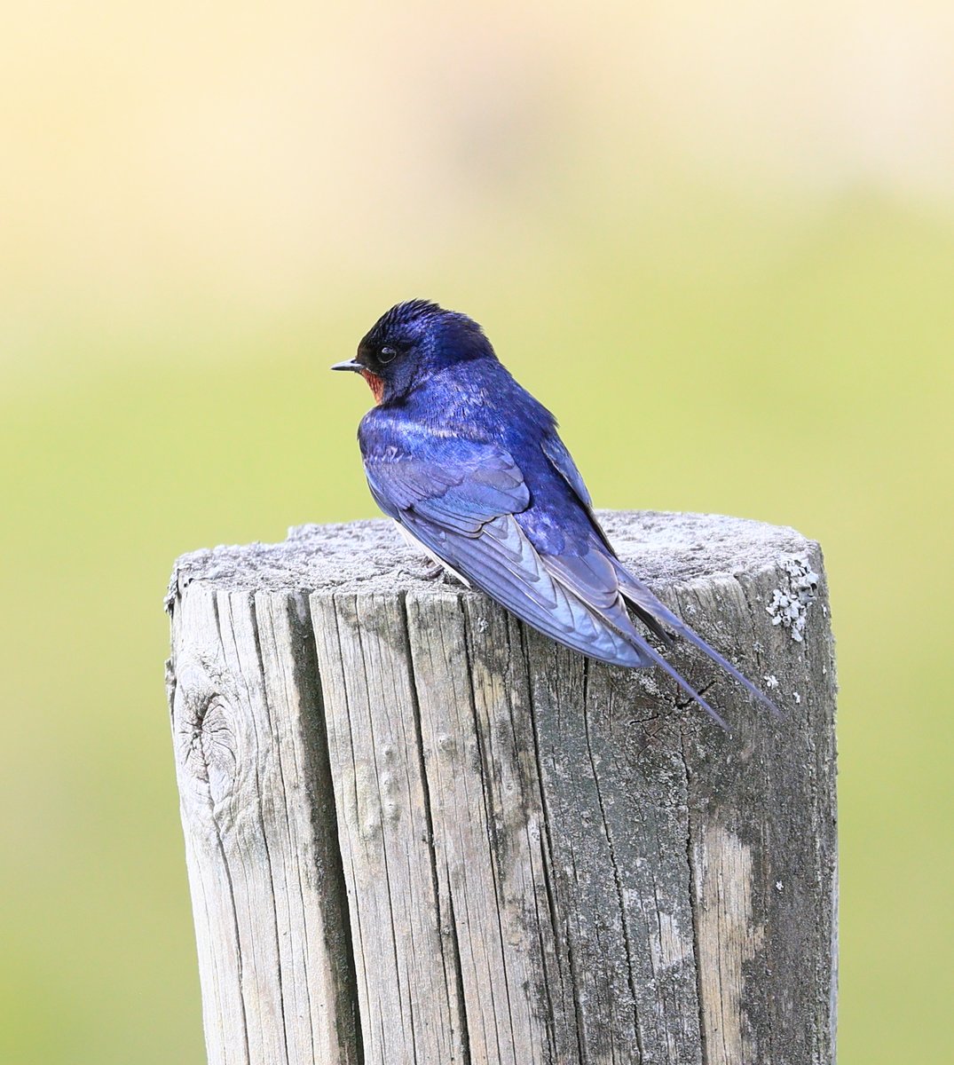Barn Swallow on post Dartmoor.