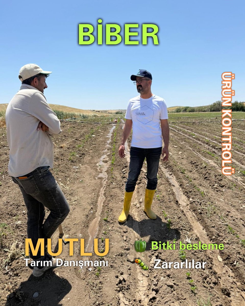 mtd__2010's tweet photo. Biber ürün kontrolü, Bitki besleme ve zararlılar.. 
#tarımdanışmanı
#biber
#zararlılar
#bitkibesleme
@eyd_tob
@trgmresmi https://t.co/lRLtKidP99