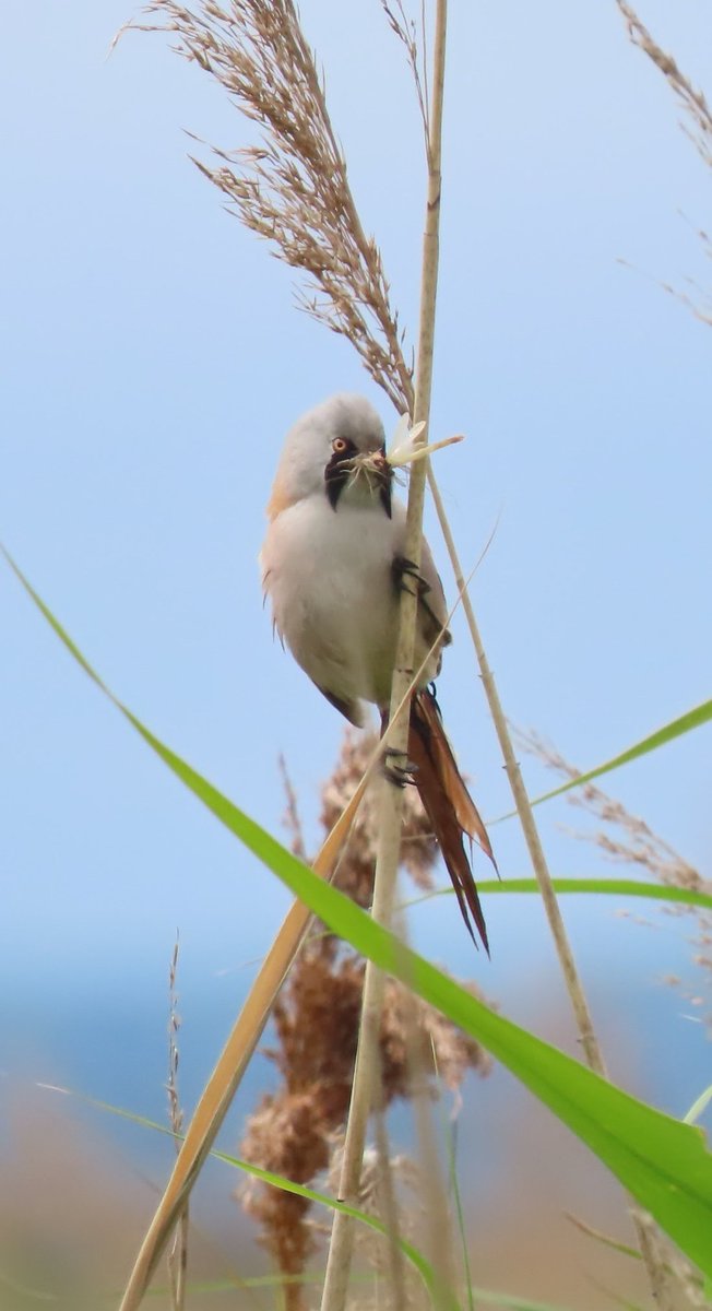 BRNature1's tweet photo. Insane day at @RSPBRainham my first bittern since 2015 dropped in 8am, followed by a flurry of excitement on the thames. Roseate tern patch tick!! As well as 2 curlew sandpiper, 17 sanderling and ringed plover,  Little gull, YL gull, 2 Whimbrel. https://t.co/q72h1DVbDo https://t.co/mWavn1H55k
