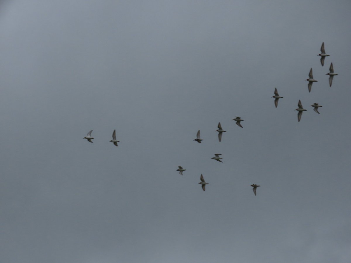 Ben Rumsby (@brnature1) on Twitter photo Insane day at <a href="/RSPBRainham/">RSPB Rainham Marshes</a> my first bittern since 2015 dropped in 8am, followed by a flurry of excitement on the thames. Roseate tern patch tick!! As well as 2 curlew sandpiper, 17 sanderling and ringed plover, Little gull, YL gull, 2 Whimbrel. ebird.org/checklist/S241… Insane day at <a href="/RSPBRainham/">RSPB Rainham Marshes</a> my first bittern since 2015 dropped in 8am, followed by a flurry of excitement on the thames. Roseate tern patch tick!! As well as 2 curlew sandpiper, 17 sanderling and ringed plover, Little gull, YL gull, 2 Whimbrel. ebird.org/checklist/S241…